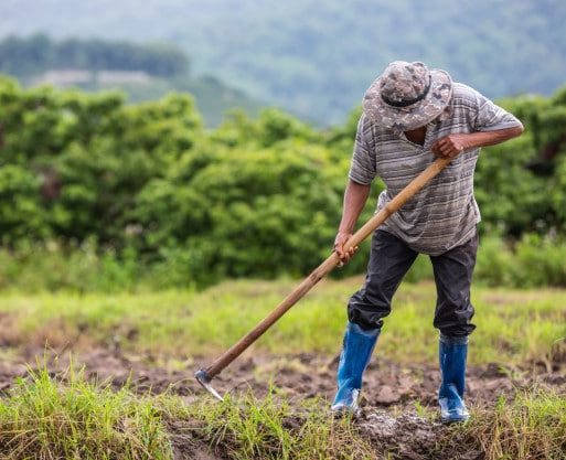 Farmer preparing field soil with aged cow dung manure (gobar ki khaad)