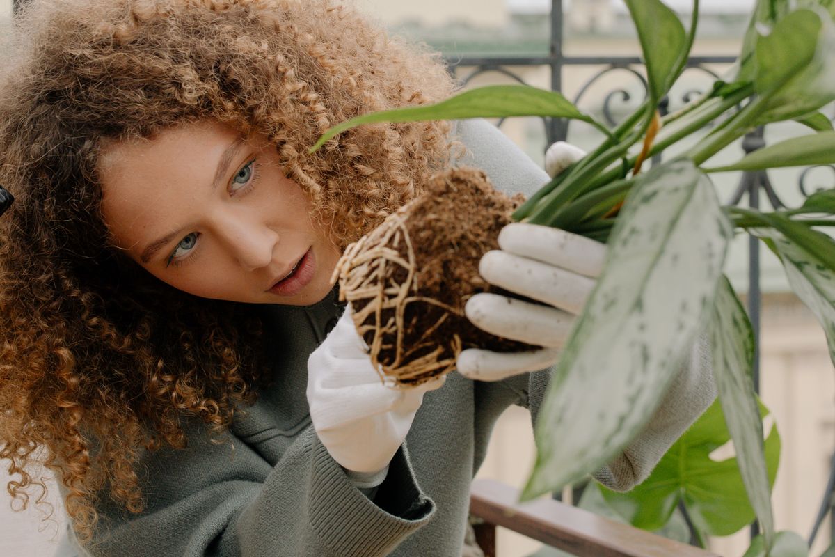 Gardener examining the circling roots of a root-bound potted plant