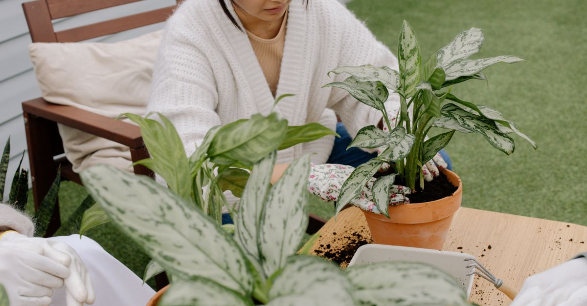 Home gardener potting indoor plants with organic khaad