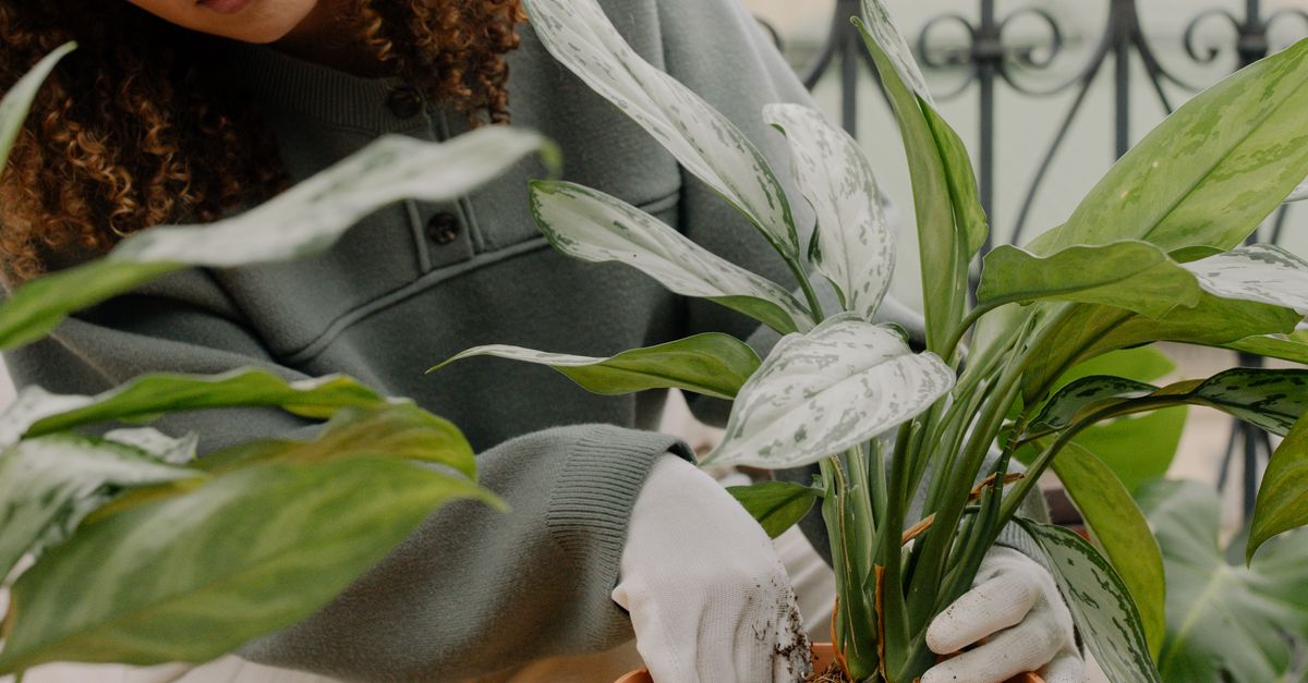 Gardener loosening hardened potting soil in a pot by hand